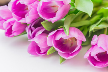 Obraz premium white and purple blooming tulips. floral background