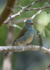 Blue Capped Cordon Blue (Uraeginthus cyanocephalus)