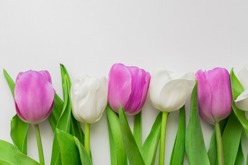 white and purple blooming tulips. floral background