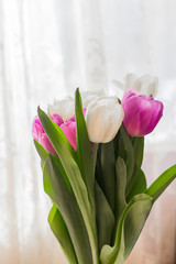white and purple blooming tulips. floral background