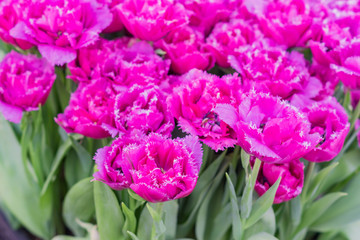 field of blooming colorful tulips, spring flowers in the garden