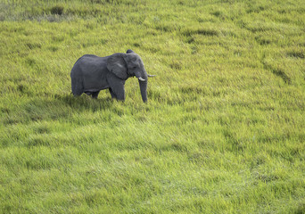 Naklejka na ściany i meble Aerial View of Large Male Elephant Walking Through the Tall Grasses on the Okavango Delta Savanna in Botswana