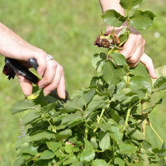Flower gardening and maintenance concept. Close up shot of women hands with pruning shears working in garden. Gardener trimming off spray of spent or dead rose flowers using secateurs or pruners