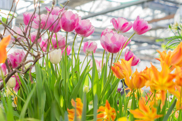 field of blooming multicolored tulips, spring flowers in the garden