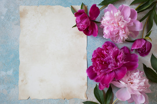 Fototapeta Peonies pink on a background for congratulations and paper for text