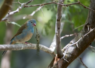 Blue Capped Cordon Blue (Uraeginthus cyanocephalus)