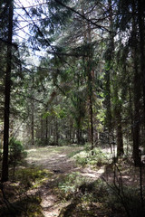 Pine forest. Depths of a forest. Journey through forest paths. T