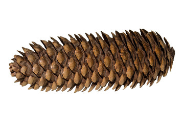 pinecone