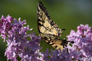 Yellow Swallowtail Butterfly on Purple Lilacs