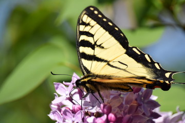 Yellow Swallowtail Butterfly on Purple Lilacs