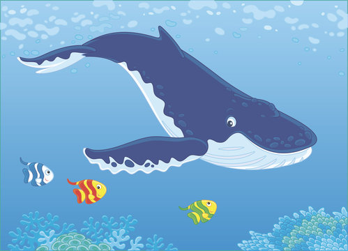Hump-backed whale swimming in blue water near a reef, vector illustration
