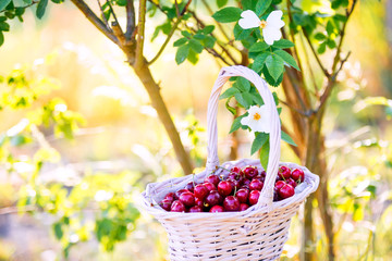 Cherries in wicker backet with flowering bush in the garden. Sun light in the background.