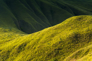 Verdant shade of 'Gili Lawa', Komodo Island (Komodo National Park), Labuan Bajo, Flores, Indonesia © Thrithot