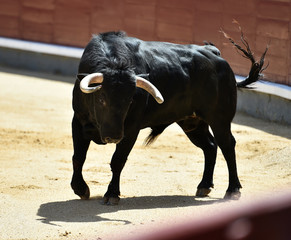 black bull in spain running in bullring