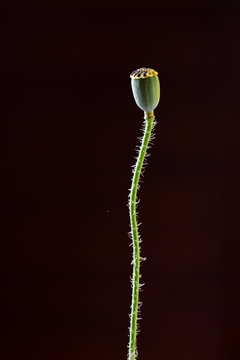 dud of poppies, macro