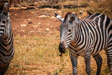 Zebra with meadow
