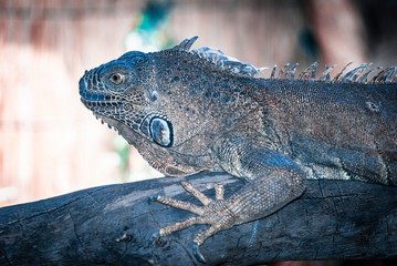 Chameleon grey, Safari Park