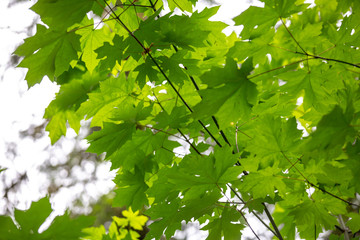 Light through Leaves