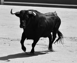 toro negro español