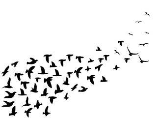 black flock birds flying background