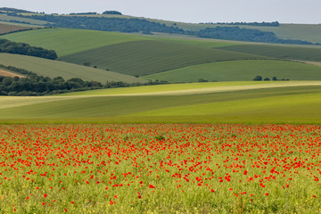 A South Downs landscape with a field of poppies and green hills