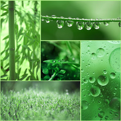 Collage of photos of plants, drops of water, grass, leaves. Overall color green