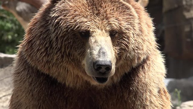 Wild Brown Bear In Wilderness