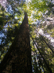 Fototapeta premium Tree, sky and forest