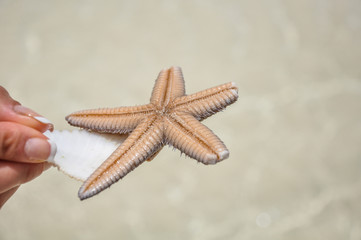 Fototapeta na wymiar Dead starfish found in the ocean at Isla Holbox, Mexico
