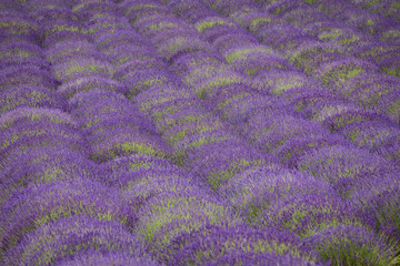 Fototapeta na wymiar a picturesque view of blooming lavender fields.
