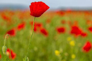 Naklejka premium Red poppies growing in the Sussex countryside on a sunny summers day