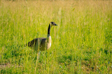 Wild goose in the tall grass