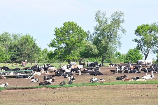 Dairy Cattle Herd