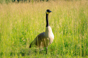Wild goose in the tall grass