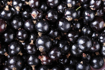 Blackberry close-up background