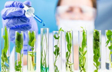 Scientist hold pipette with blue liquid water drop in test tubes with green fresh plant.