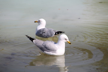 Fototapeta na wymiar Seagulls In Lake, William Hawrelak Park, Edmonton, Alberta