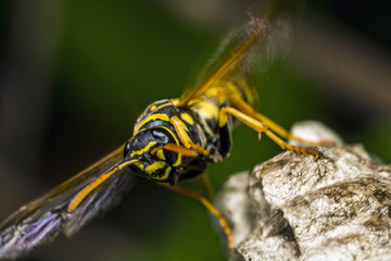 hornet 25