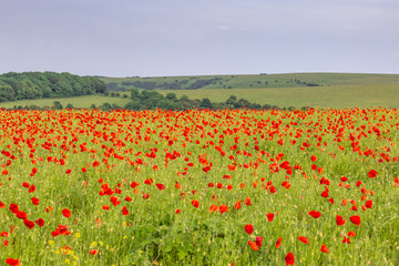 A field of poppies in the South Downs in Sussex