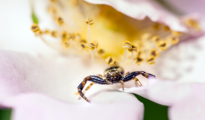 spider 12