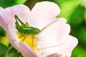 the knight of the wild rose