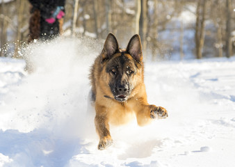 German Shepherd plays in the snow