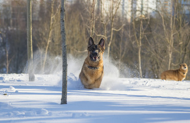 German Shepherd plays in the snow