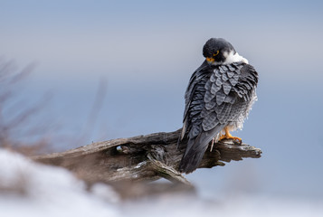 Peregrine Falcon