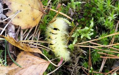 Fototapeta premium Caterpillar in native habitat