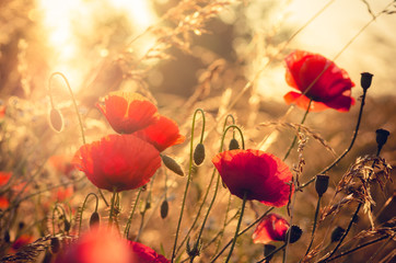 Red poppies flowers, blooming in sunlight