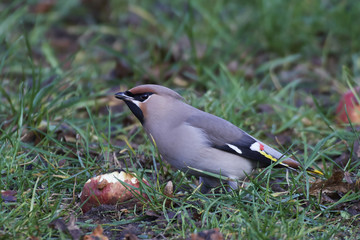 Bohemian waxwing (Bombycilla garrulus)