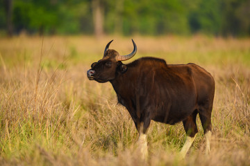 Indian Bison or Gaur