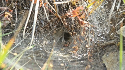 Labyrinthspinne (Agelena labyrinthica) im Netz