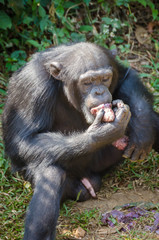 Portrait of chimpanzee eating sweet potatoes while sitting on ground in rain forest of Sierra Leone, Africa